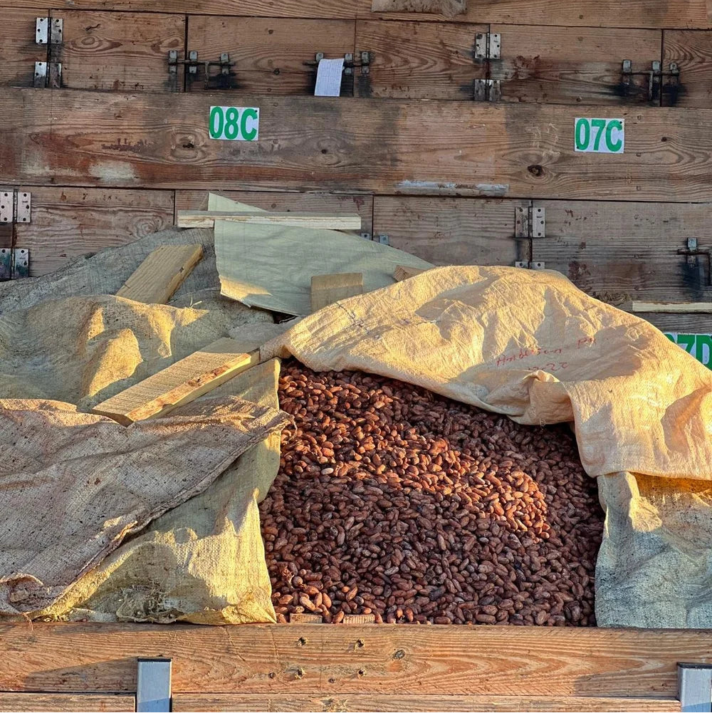 Fermentation boxes with cocoa beans